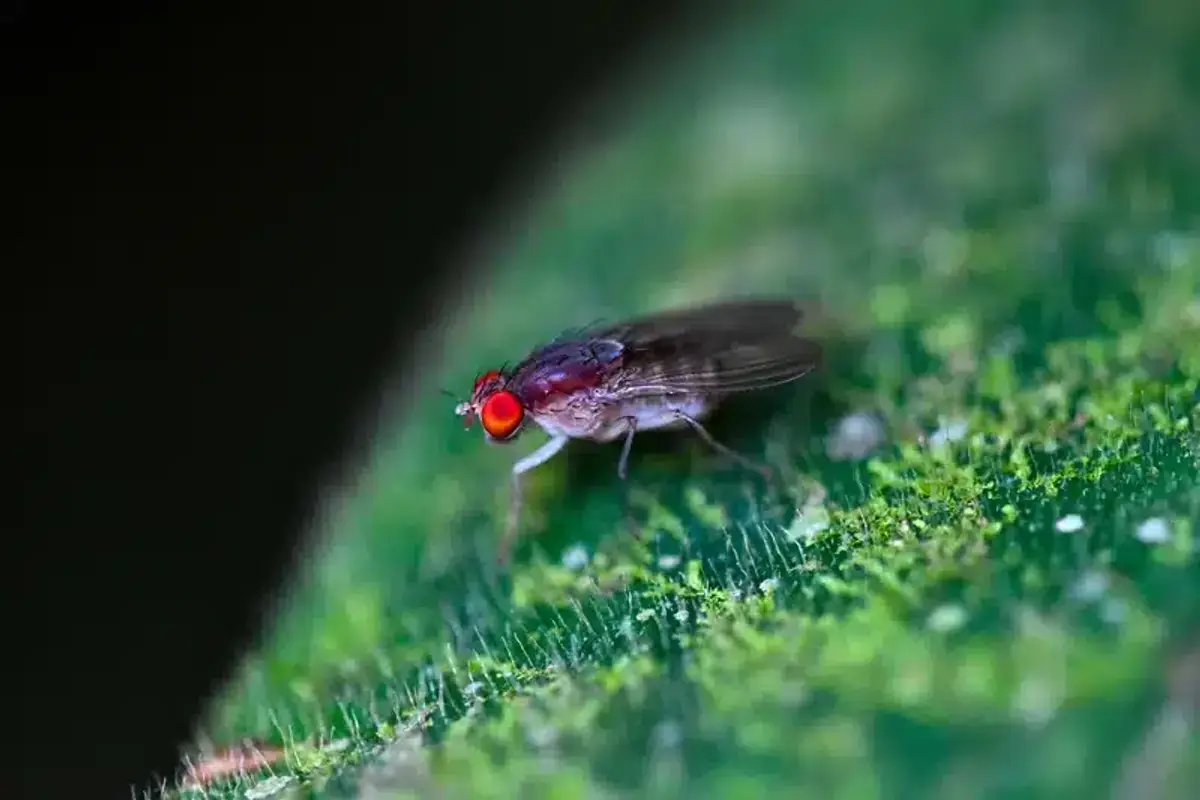 Extreme close-up of fruit fly with bright red eyes