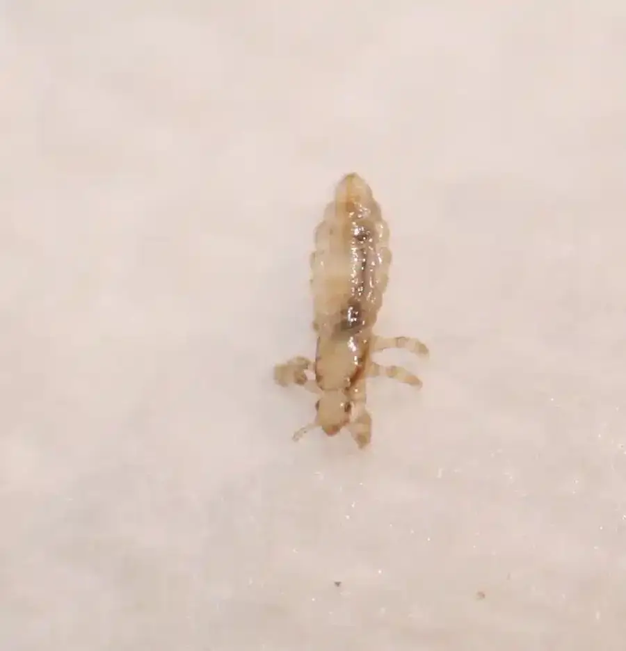 Close-up of head louse