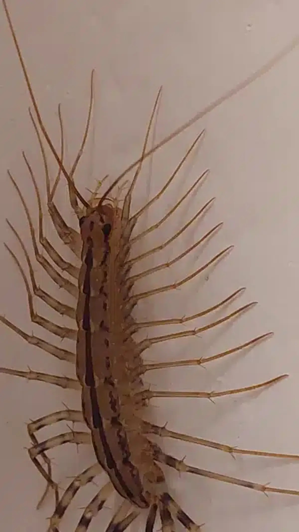 House Centipede Eggs: What They Look Like and Removal