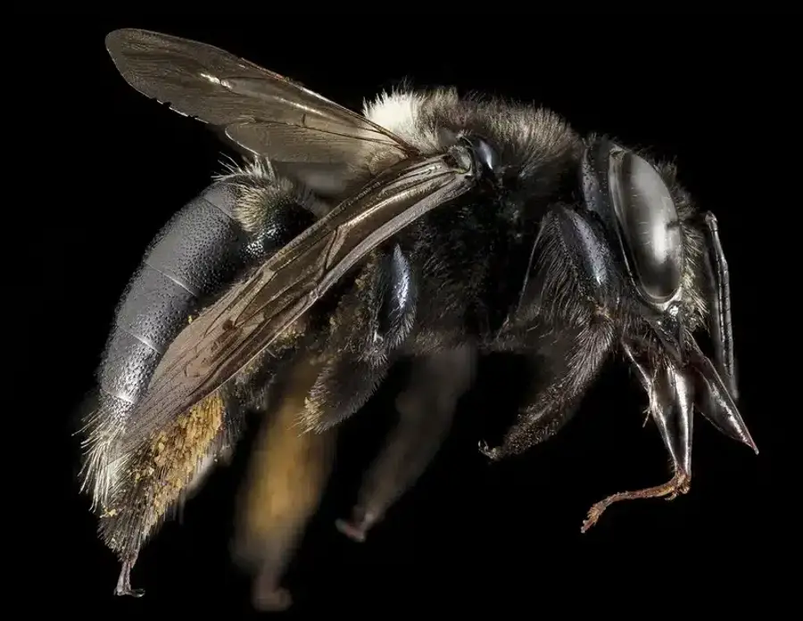 Close-up of a bee on black background