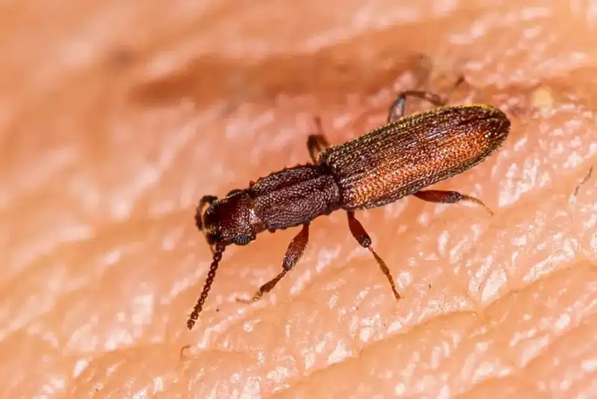 Detailed macro view of merchant grain beetle