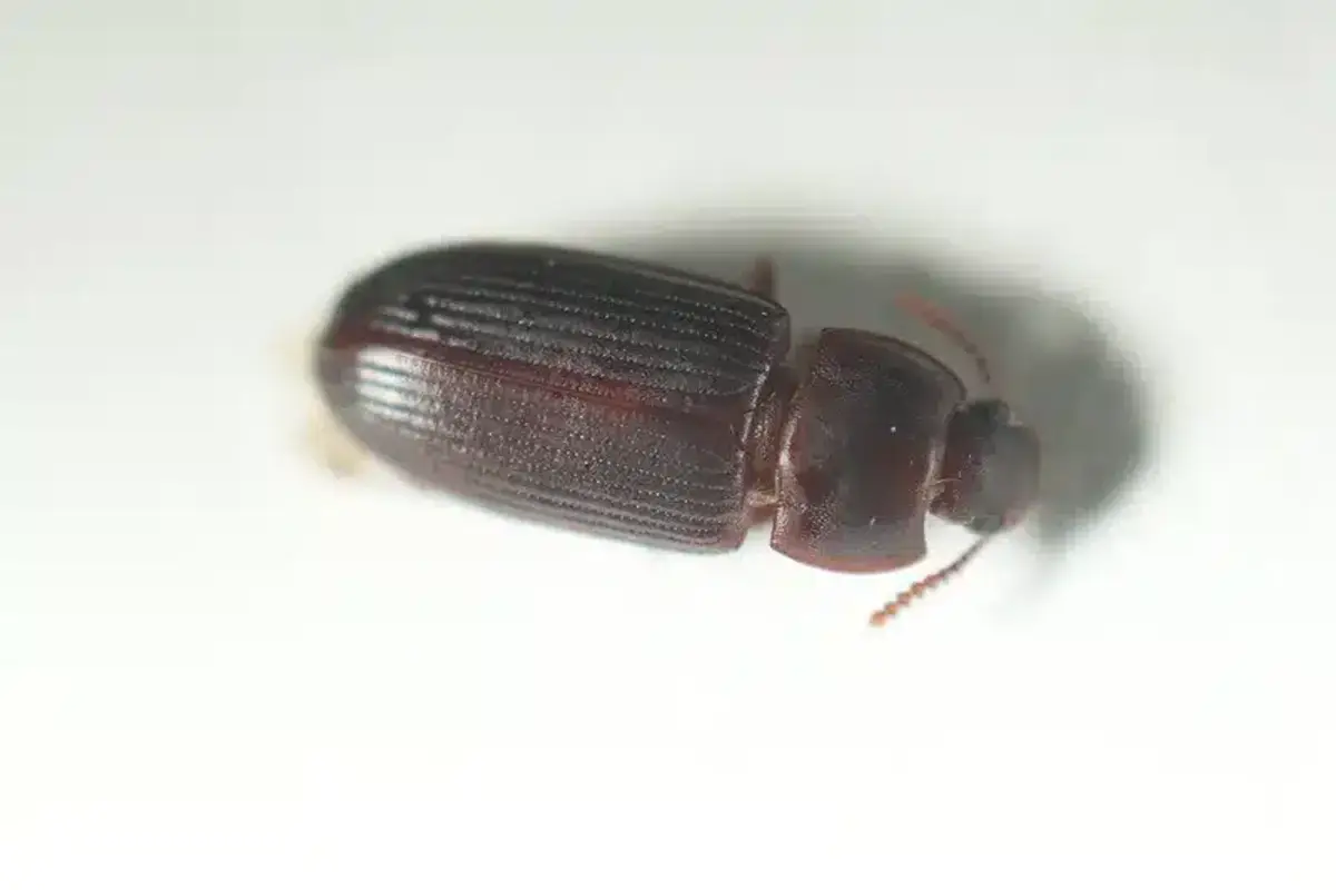 High-resolution macro photo of a sawtoothed grain beetle showing thorax detail