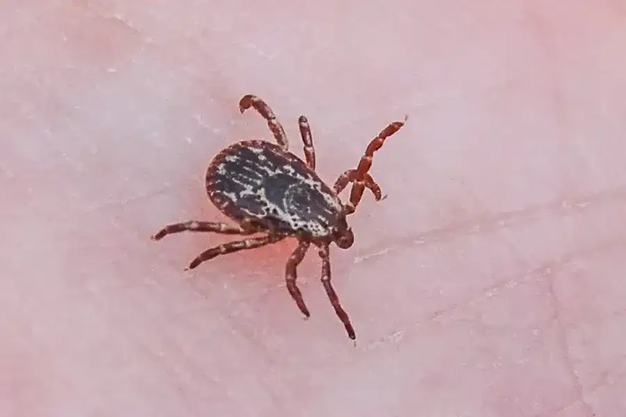 Detailed view of tick on skin
