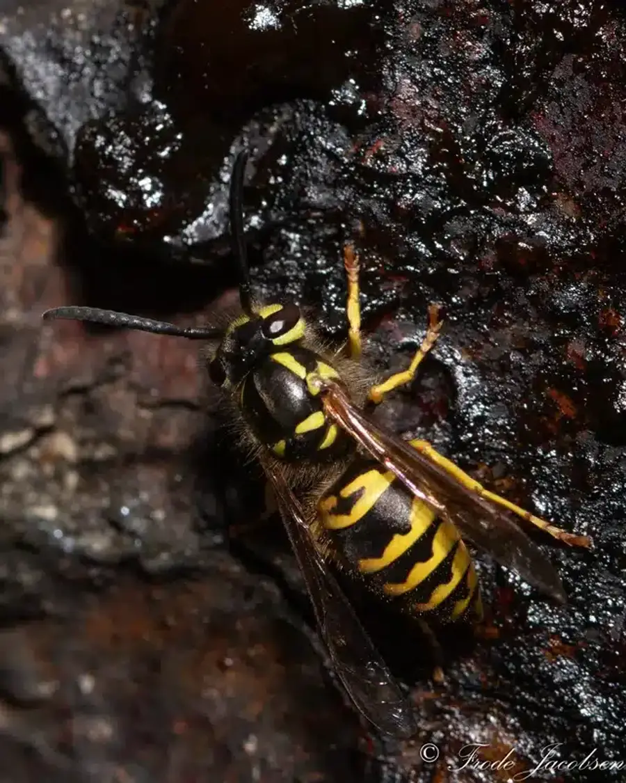Macro photo of yellow jacket body segments