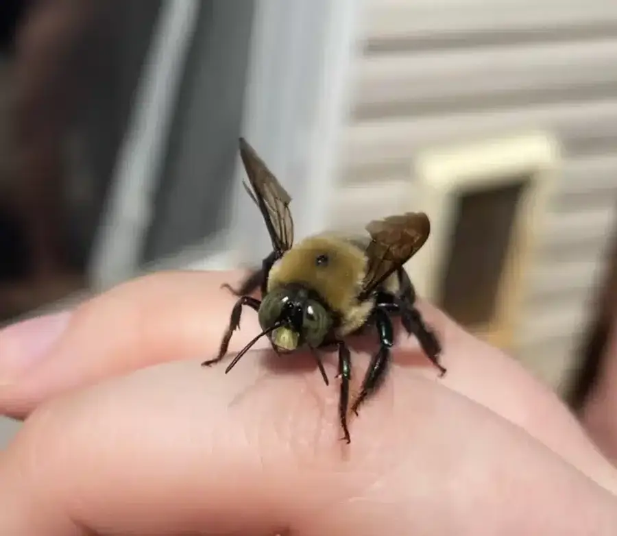 Carpenter bee on finger showing large size and shiny abdomen