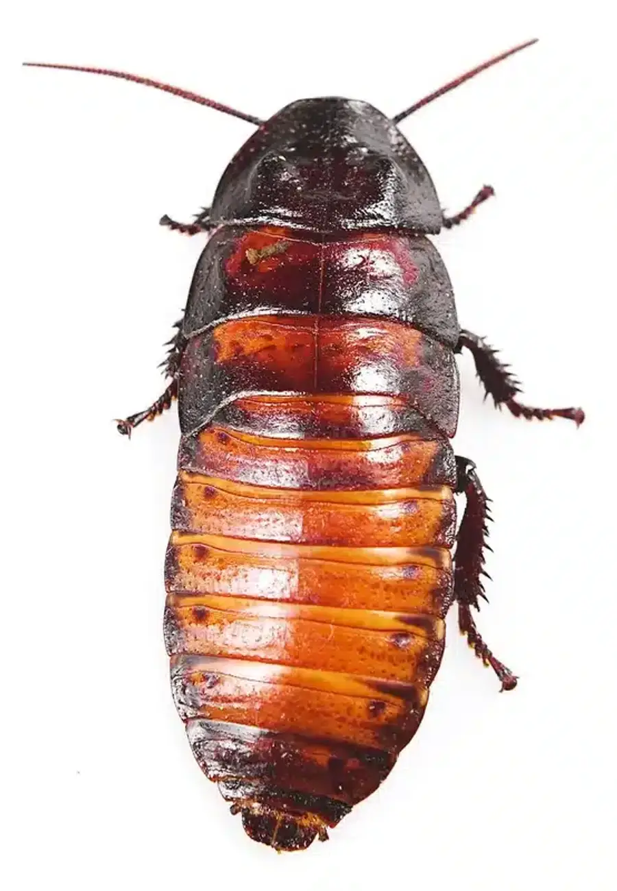 Close-up of a Madagascar hissing cockroach