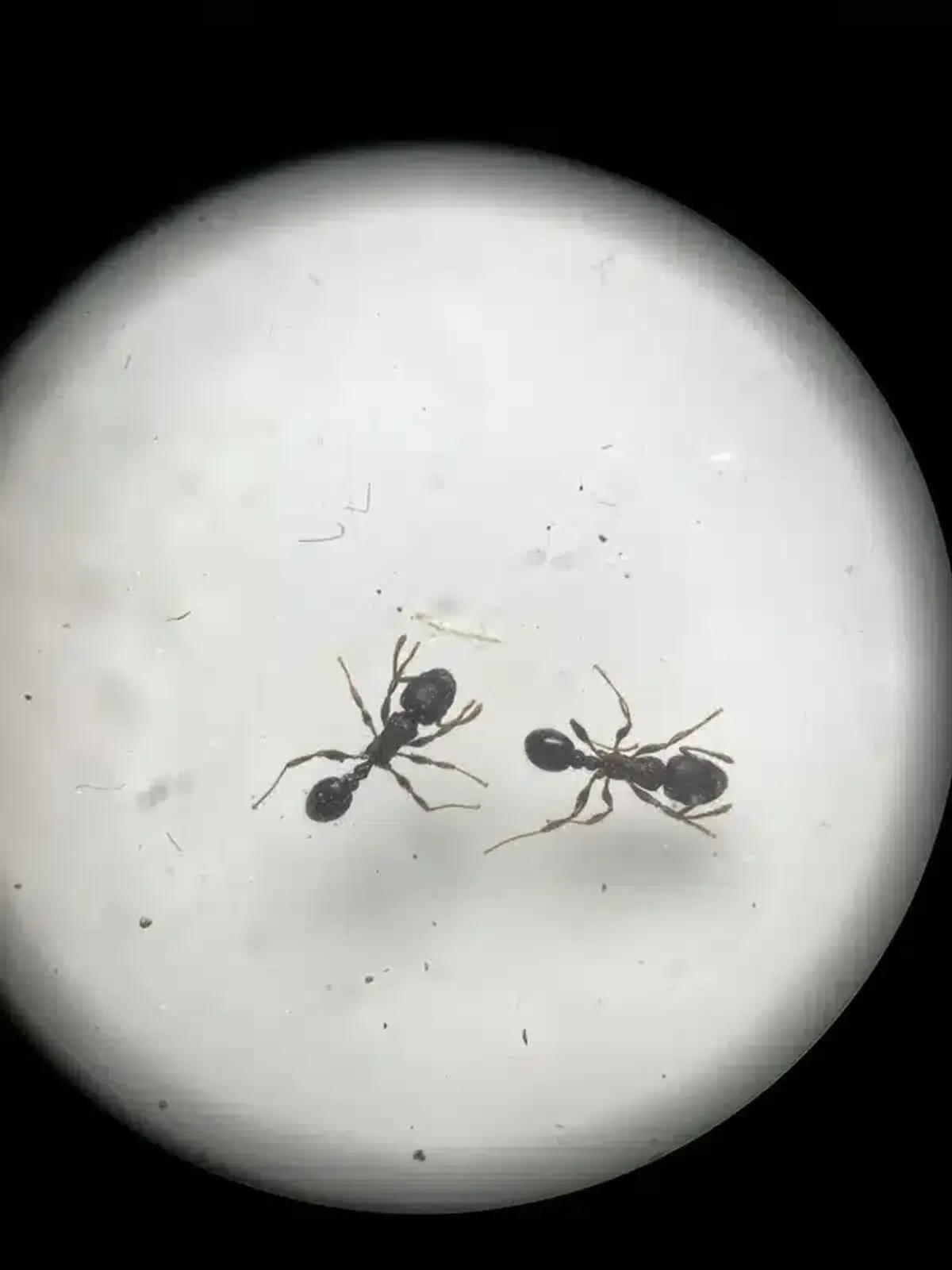 Close-up of ant anatomy under microscope