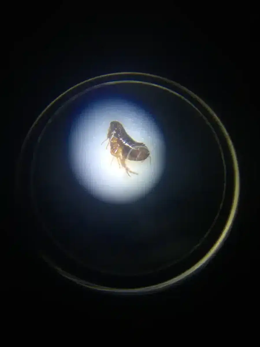 Magnified flea under lens