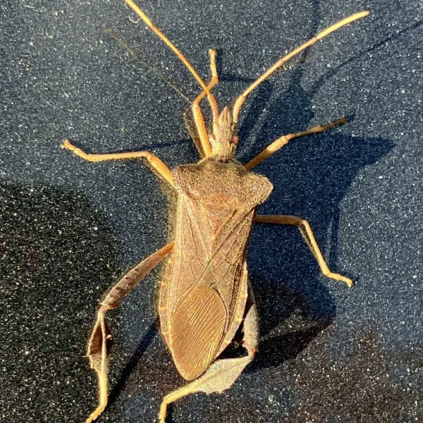 Top-down view of a magnolia leaf-footed bug showing its dark brown body and leaf-like hind leg expansions