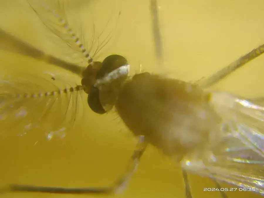 Close-up of a male Culex pipiens mosquito showing bushy, feathered plumose antennae