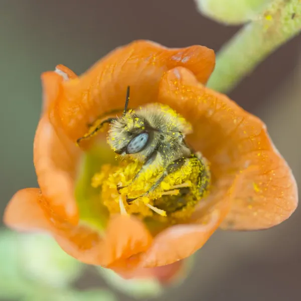 Top-down view of a mallow bee covered in pollen foraging on an orange globe mallow flower