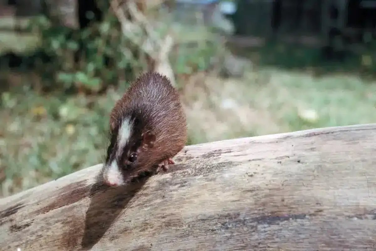 Small mammal on a log