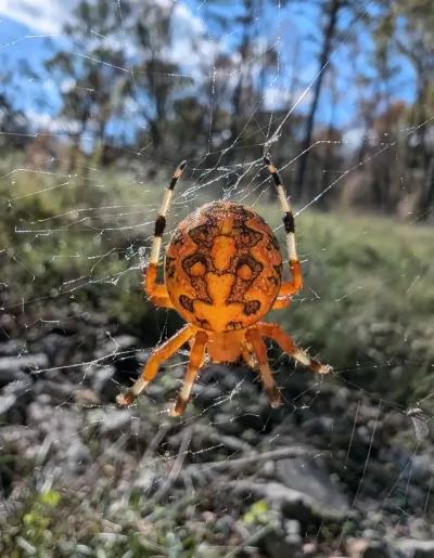 Marbled orbweaver spider on web showing distinctive orange abdomen with dark marbled pattern