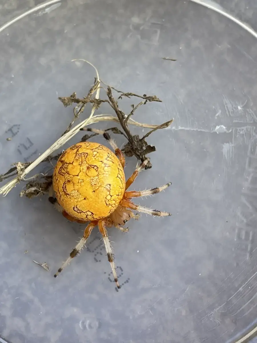 Yellow-orange marbled orbweaver abdomen seen from above