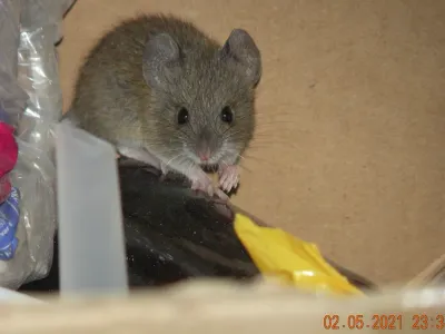 Close-up of a marsh rice rat showing its gray-brown fur, rounded ears, and small dark eyes