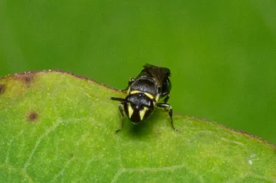 Masked bee on green leaf showing distinctive yellow facial markings and wasp-like black body