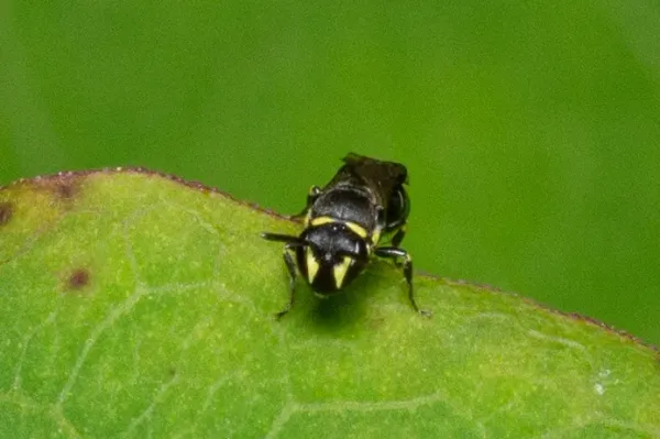 Masked bee on green leaf showing distinctive yellow facial markings and wasp-like black body