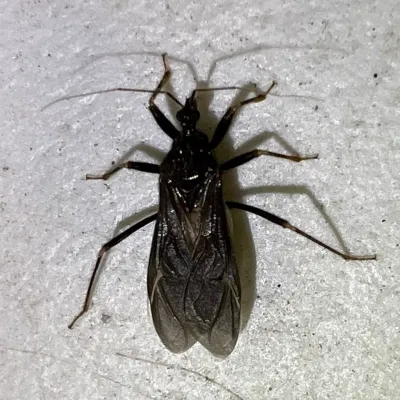 Adult masked hunter bug showing its dark brown to black coloring and characteristic elongated body