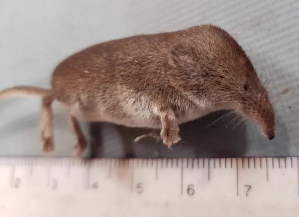 Side profile of a masked shrew with ruler showing small size and characteristic pointed snout