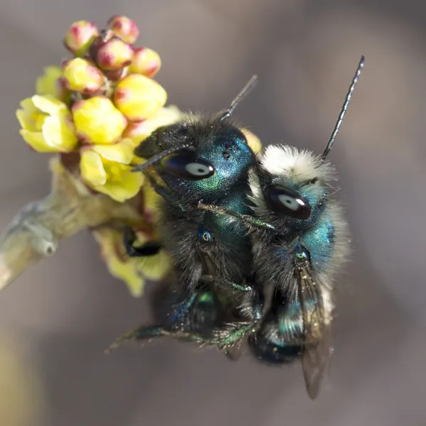 Blue orchard mason bee on yellow flower buds showing metallic blue coloring