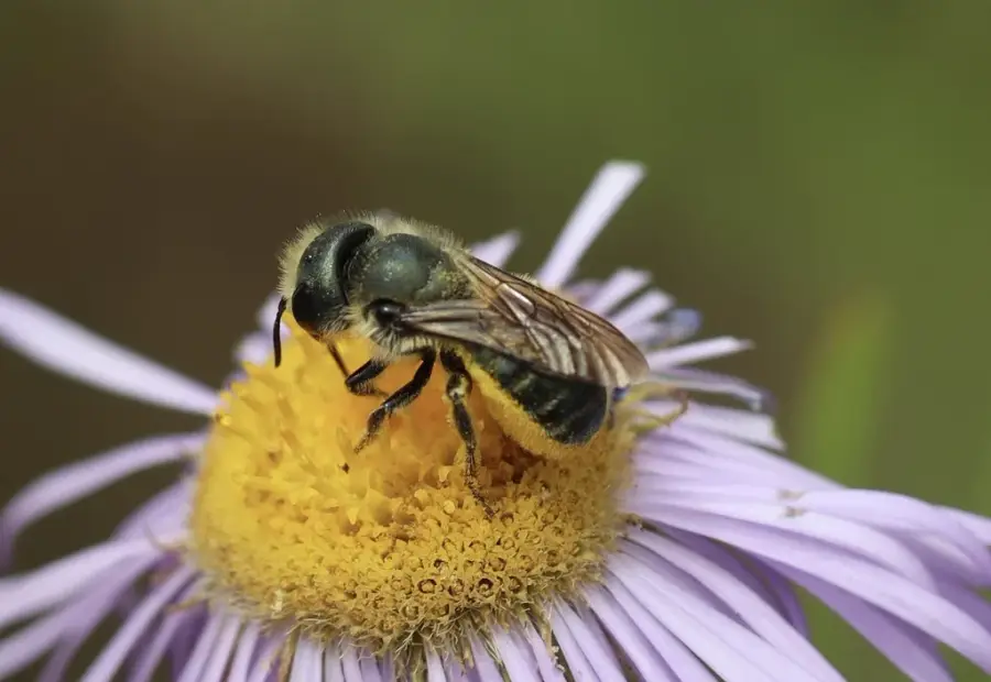 Dark metallic blue mason bee foraging on a flower