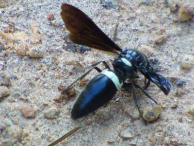 Side view of a Four-toothed Mason Wasp showing distinctive black body with white markings