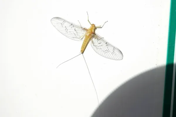 Adult mayfly with transparent wings spread and long tail filaments