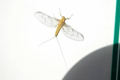 Adult mayfly with transparent wings spread and long tail filaments