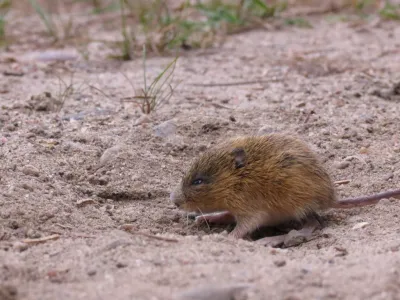 Meadow jumping mouse in natural sandy habitat showing characteristic yellowish-brown fur and long tail