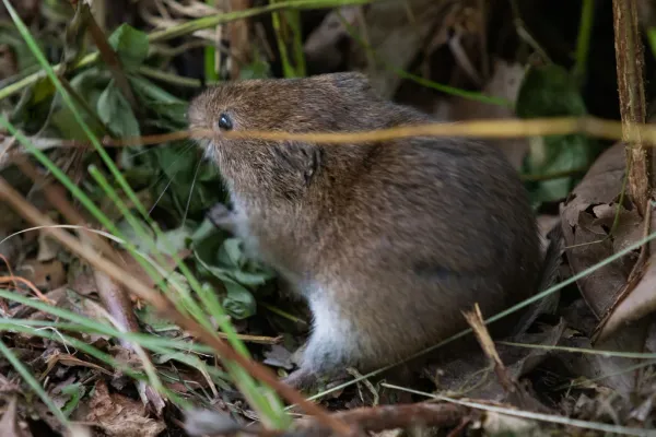 Meadow vole in grass showing characteristic brown fur and compact body