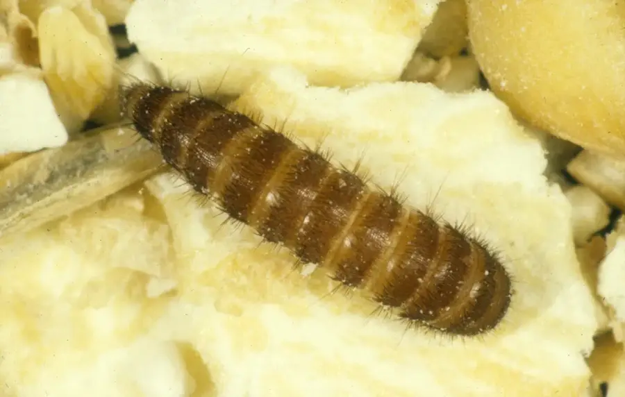 Mealworm caterpillar on grain.