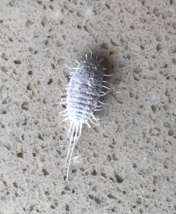 Close-up of a mealybug showing its characteristic white waxy coating and filaments
