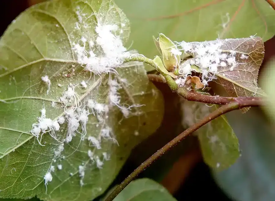 Leaves infected with mealybugs