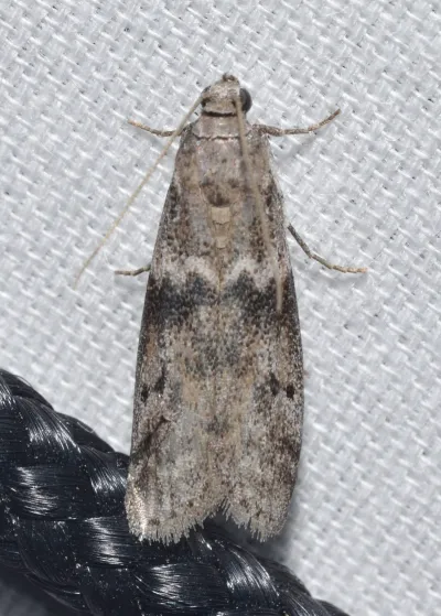 Top-down view of a Mediterranean flour moth showing its gray wings with distinctive dark zigzag markings