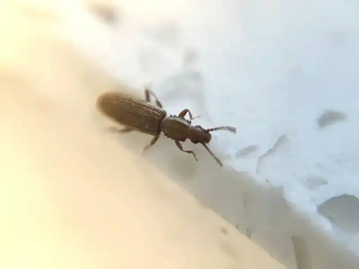 Merchant grain beetle in typical home environment