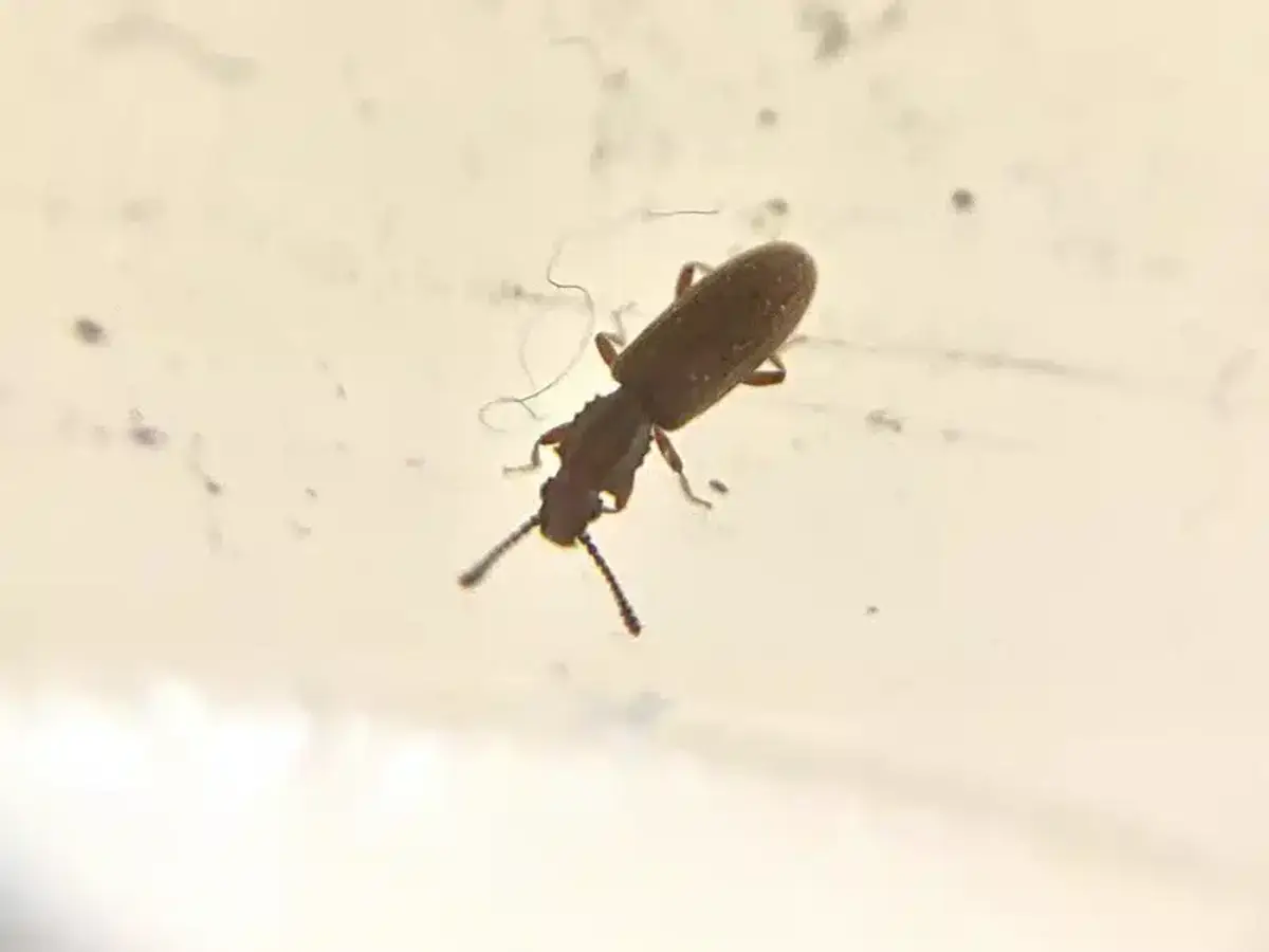 Merchant grain beetle in monitoring context