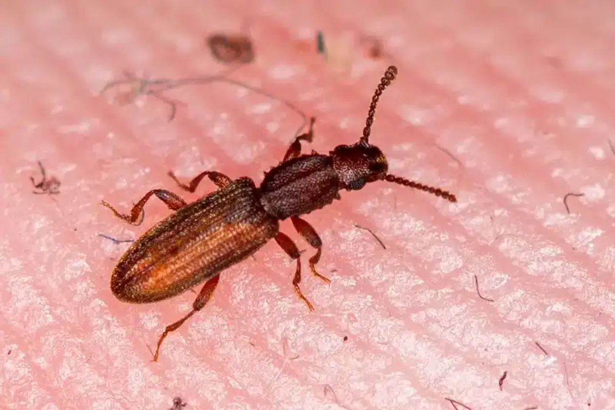 Merchant grain beetle on human hand showing size comparison