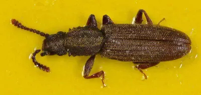 Top-down view of a merchant grain beetle on yellow background showing its elongated brown body and saw-toothed thorax