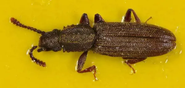 Top-down view of a merchant grain beetle on yellow background showing its elongated brown body and saw-toothed thorax