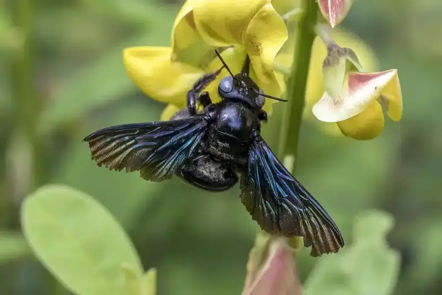 Metallic blue bee on yellow flower