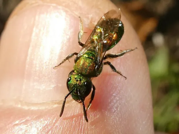 Metallic green sweat bee on human finger showing brilliant iridescent green coloring