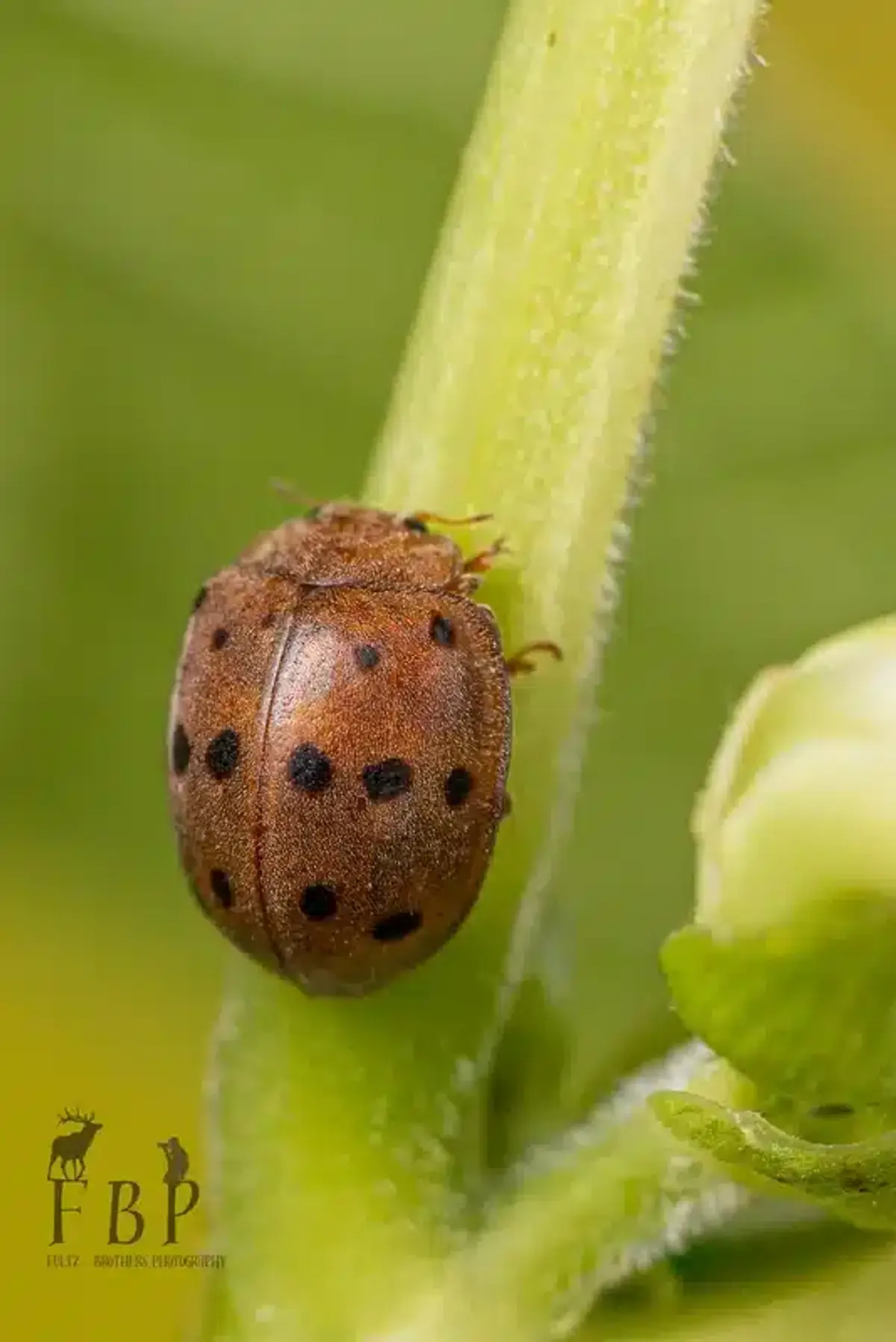 Mexican bean beetle showing spot pattern