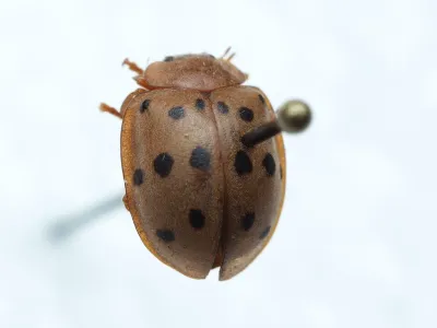 Top-down view of a Mexican bean beetle specimen showing copper-orange body with 16 black spots