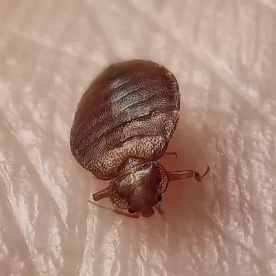 Close-up of a cimicid bug showing its reddish-brown oval body and segmented abdomen