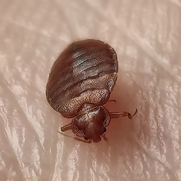 Close-up of a cimicid bug showing its reddish-brown oval body and segmented abdomen