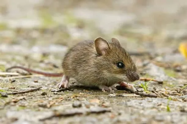 House mouse showing characteristic pointed snout, large ears, and gray-brown fur