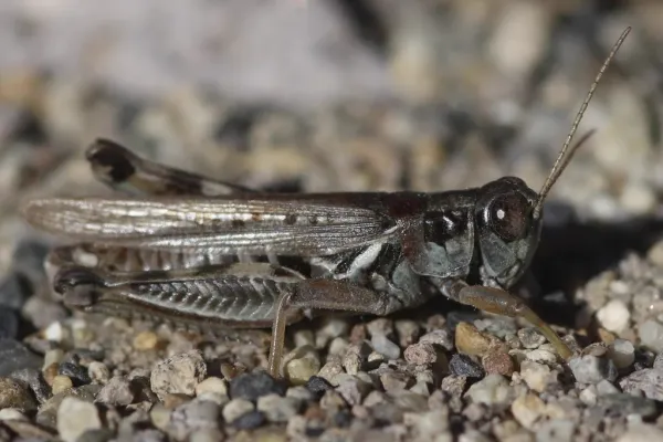 Side profile of a migratory grasshopper showing distinctive markings and coloration
