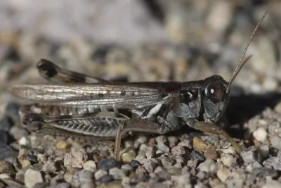 Side profile of a migratory grasshopper showing distinctive markings and coloration