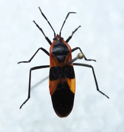 Milkweed Bugs