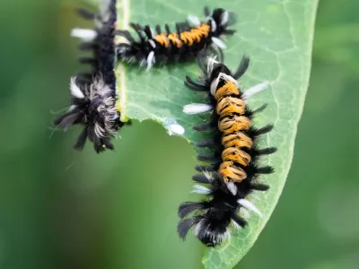 Milkweed tussock moth caterpillar on a milkweed leaf showing tufts of black, orange, and white hair
